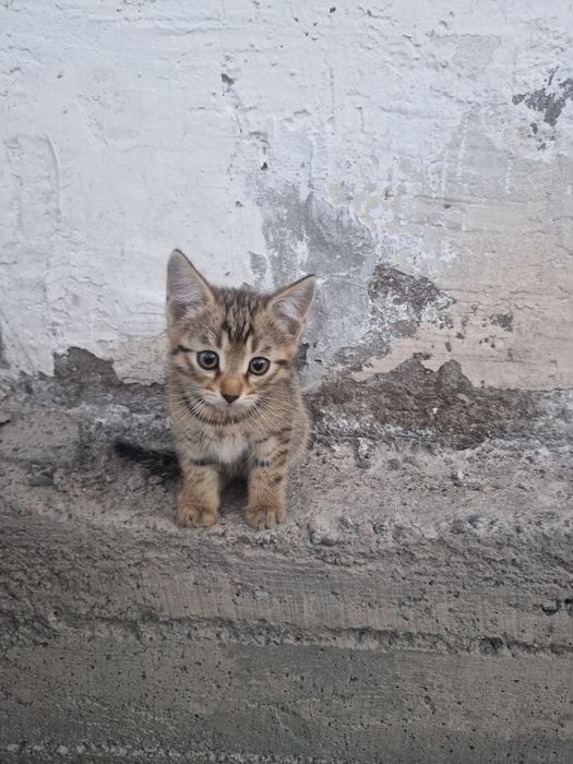 Котята в хорошее руки