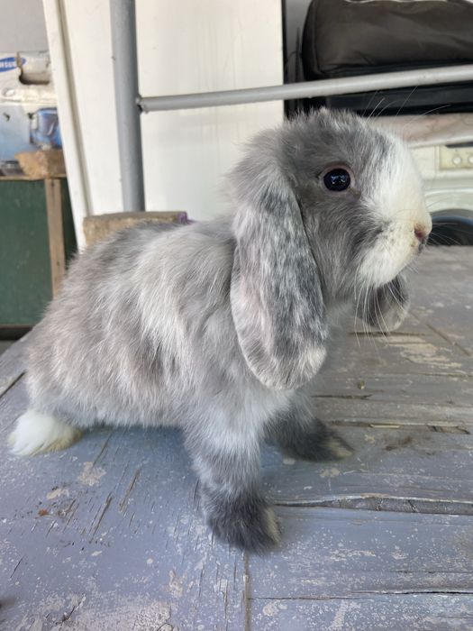 Quyon baran yangiyol