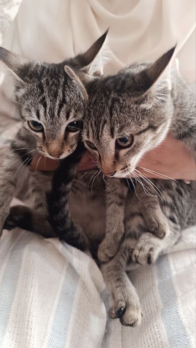 Mushukchalar boqish uchun