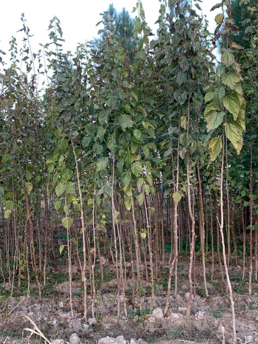 Tut daraxti nihollari