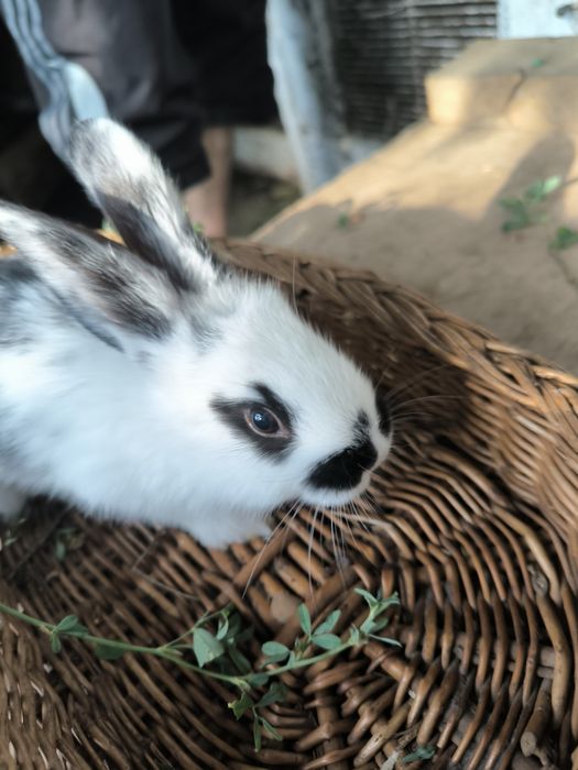 Iepurași mici de vânzare