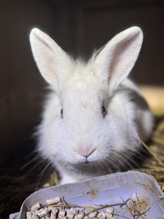 Декоративный кролик