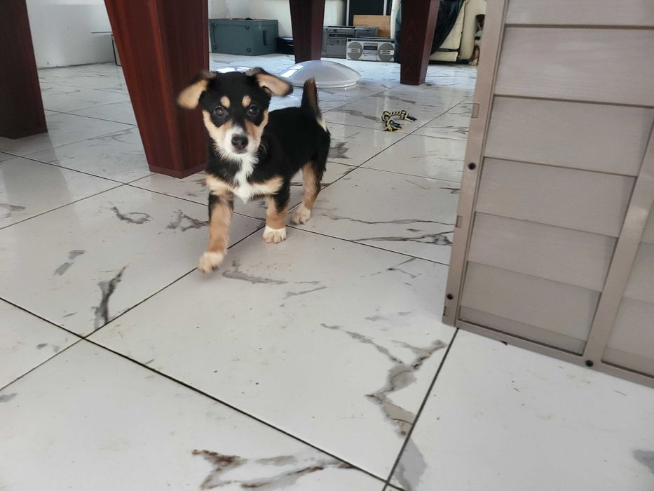 donez catei deosebiti, cauta casa la iubitori de animale