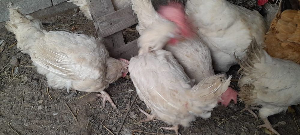 Продам курей несушки