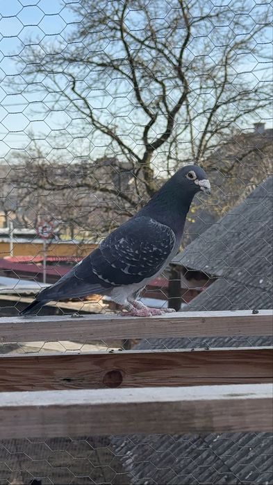 Vand porumbei voiajori maraton