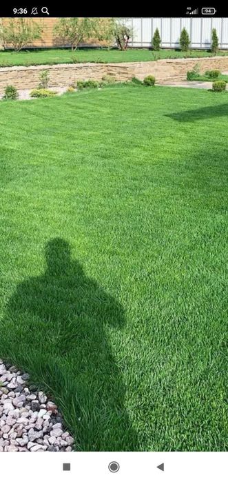 Рулонный газон .посев семян.уход за газоном.