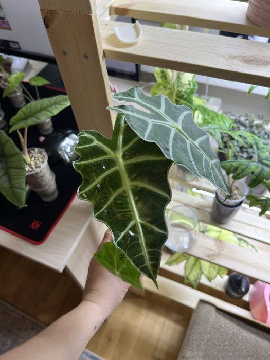 Продам алоказии, есть разные