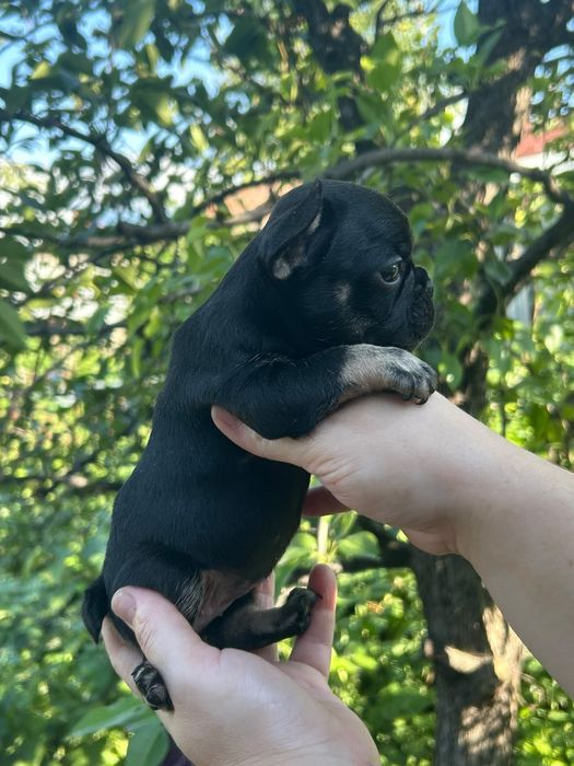 Малыши Французского бульдога