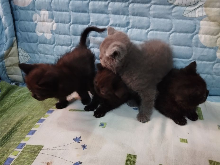 Shadland zotli ( Scottish Fold ) mushuk bolalari 2 oylik
