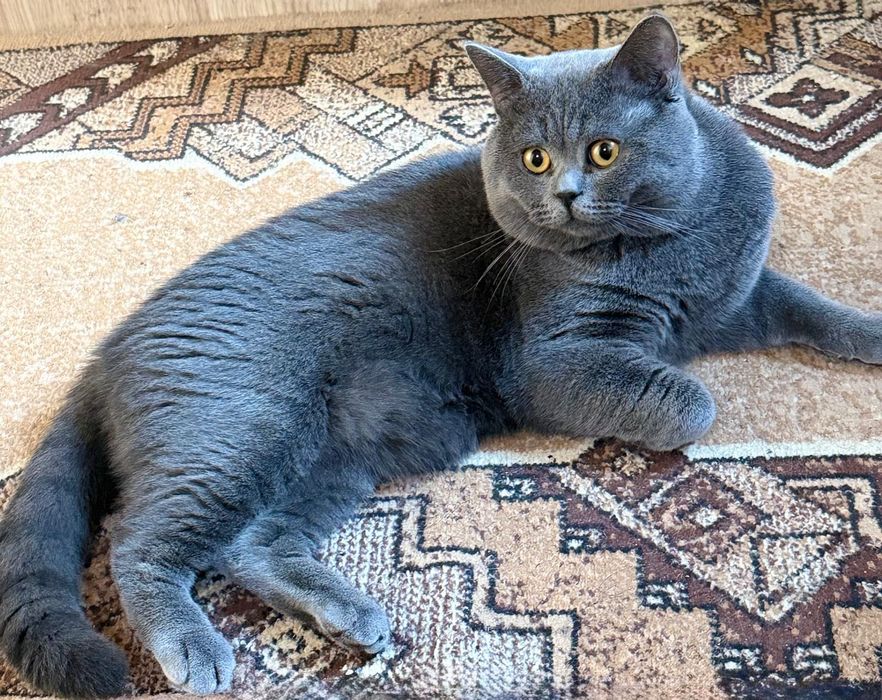 Британски котенца