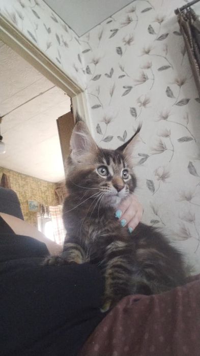 Продам котят цены разные