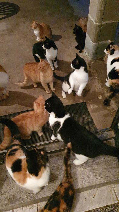 Спасете млади котета - остават сами на произвола на съдбата