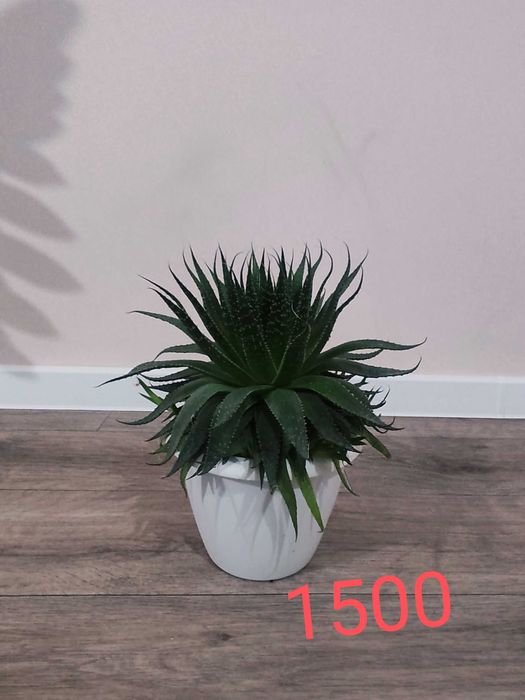 Комнатные  цветы