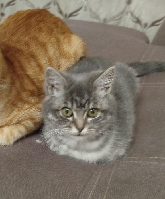 Отдам в добрые руки!