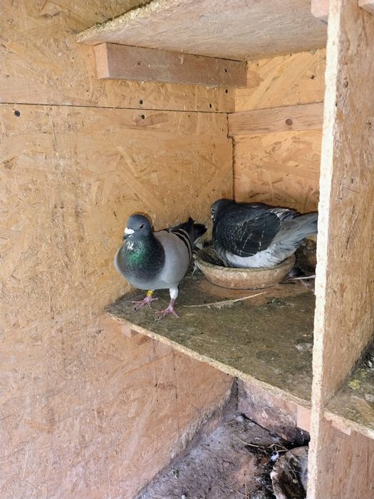 Porumbei voiajori...