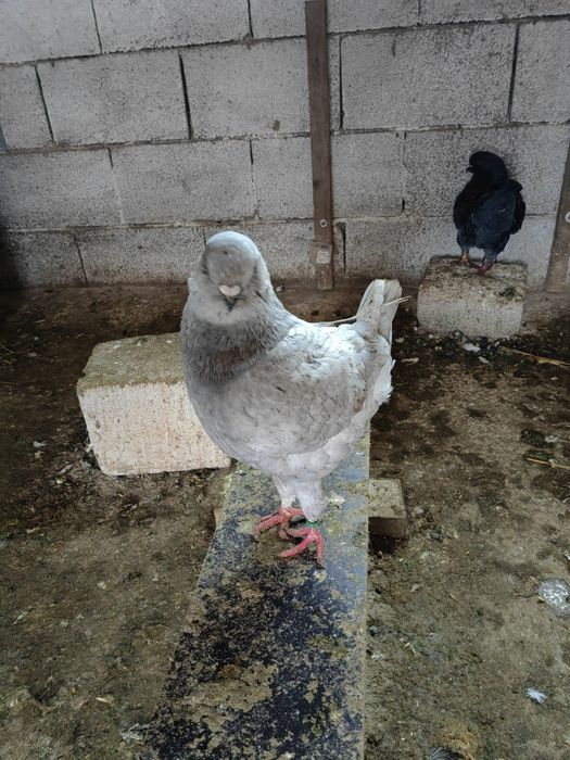 Vând porumbei diferite rase