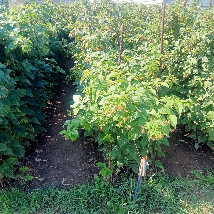 Малина саженцы  бабые лето