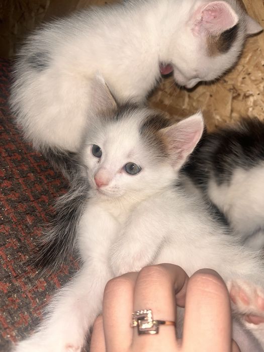 Отдам котят бесплатно , Срочно!