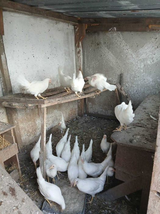 Продавам пронесли млади ярки и кокошки Ломан браун