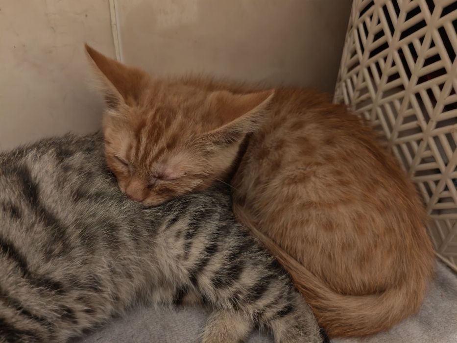 Котята бесплатно мальчики