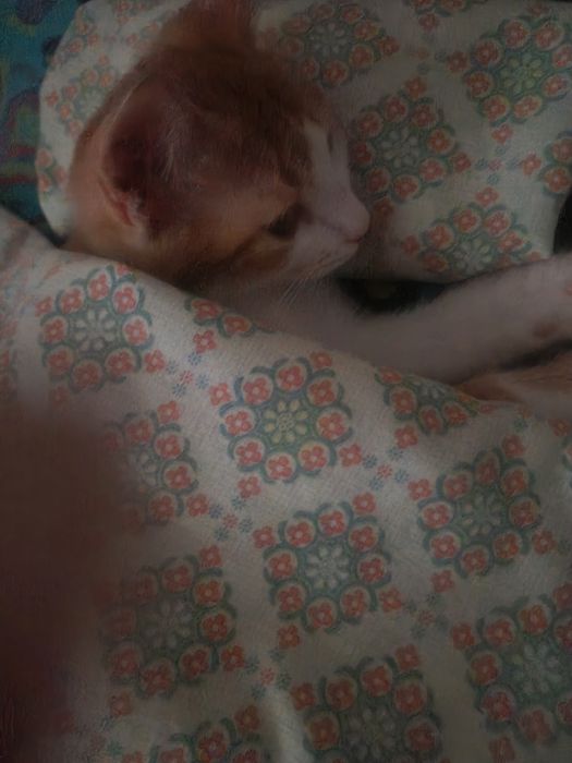 Котенок в добрые руки