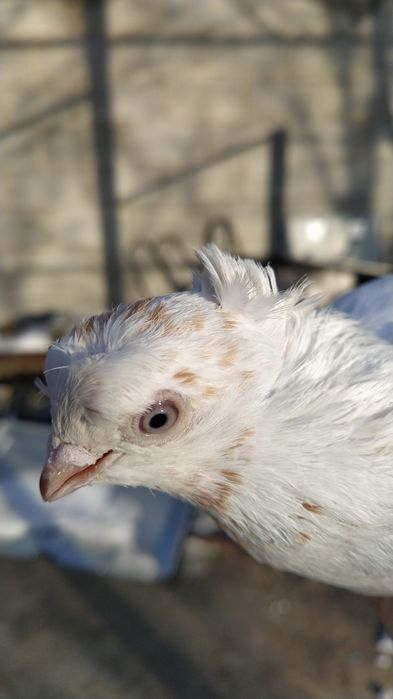 Жас Голубка молодая идет в пару
