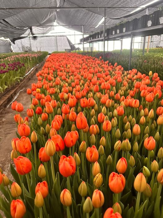 Премиальные тюльпаны 60-65 см с оформлением