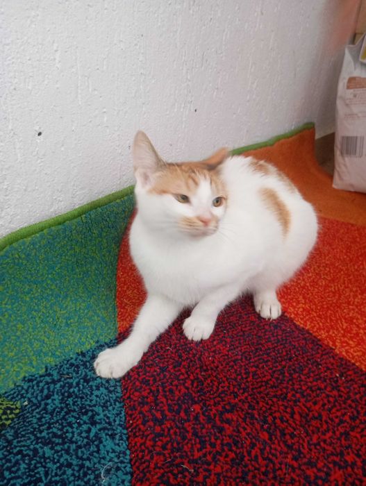 Donație pisici, adopție