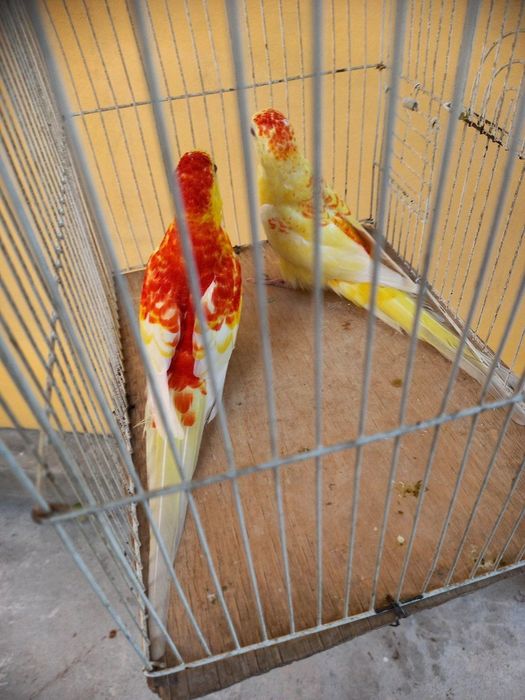 Певчий рубин пара