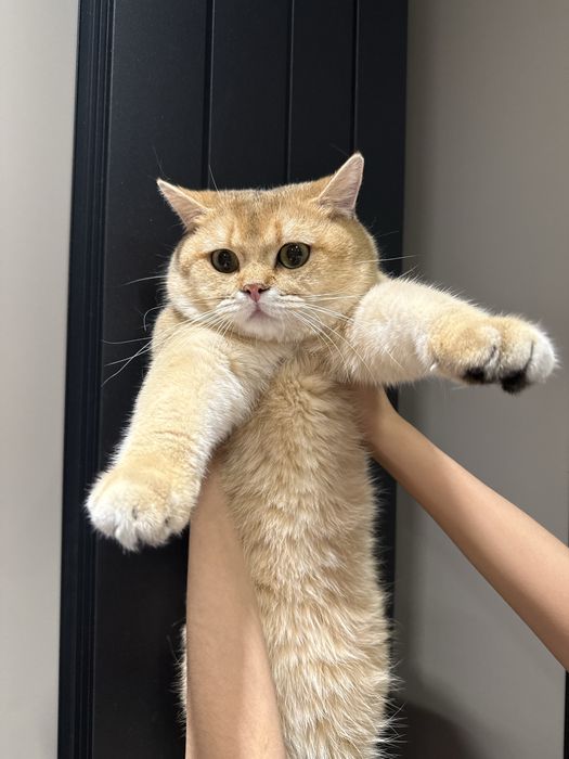 СКИДКА!!!Срочно британскую золотую шиншиллани сотаман