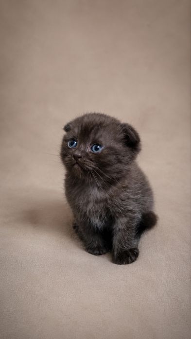 Продаются котятки
