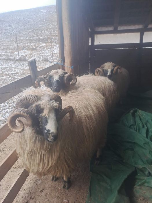 Vând 3 berbeci brezi