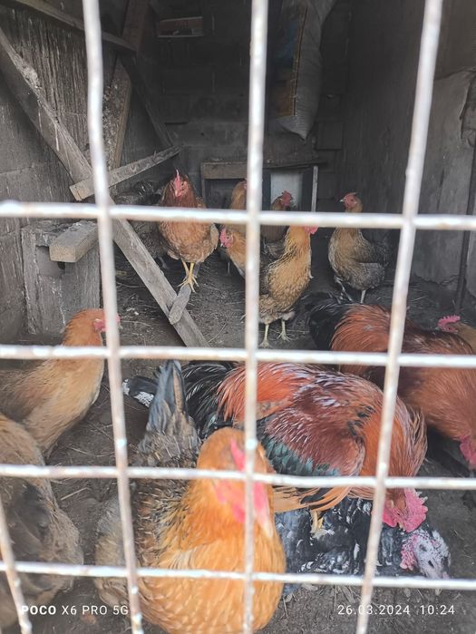 Продам инкубационный яйцо