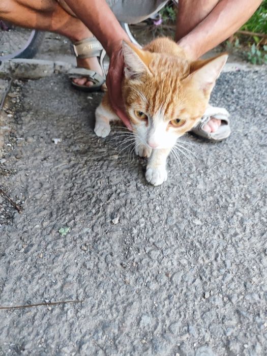 Отдам Кота в хорошие руки