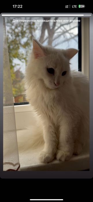 Пристраивается Турецкая Ангора