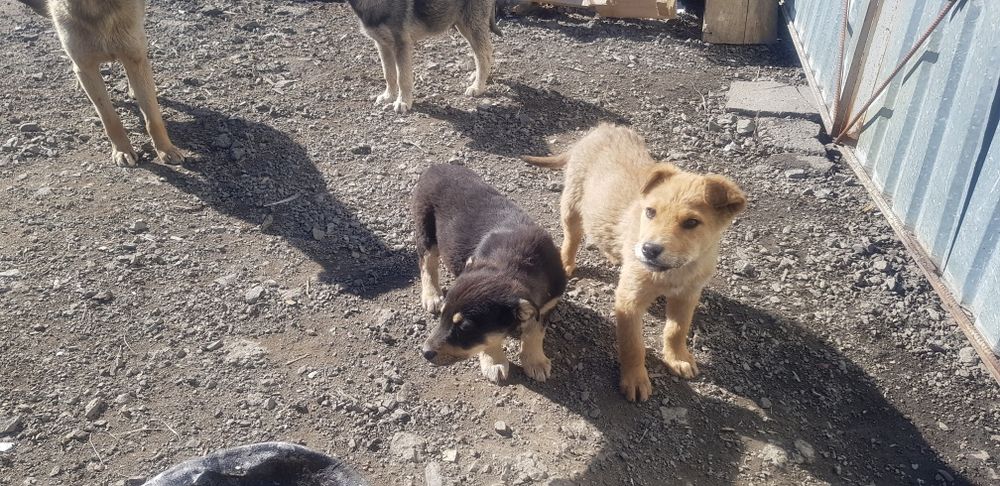 Отдам в добрые руки