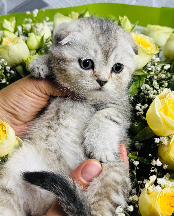 шиншиллы шикарные детки