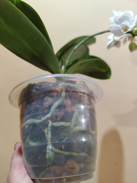 Продаю белую орхидею