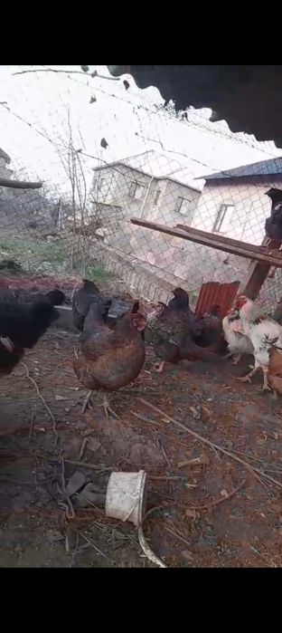 Куры ие петух оптом