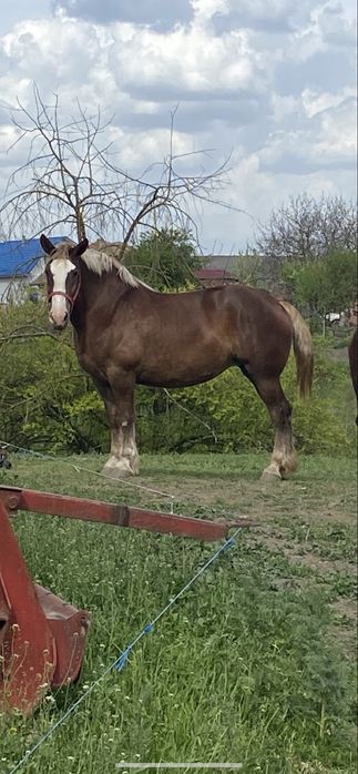 Iapa  disponibila pentru o noua casa