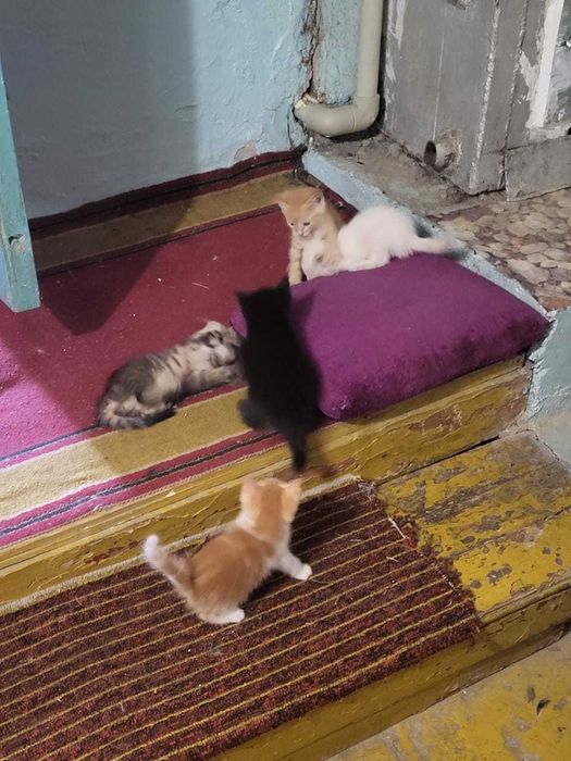Котята в хорошие руки