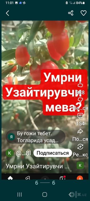 Годжи кучатлари сотилади.