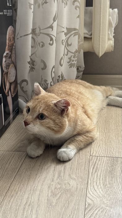 Ищу хозяина для кота, кастрирован