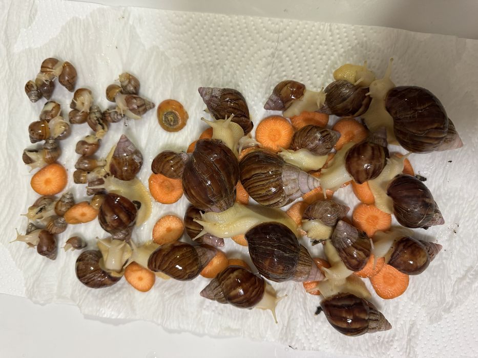 Улитки косметологические для лица убирают морщины