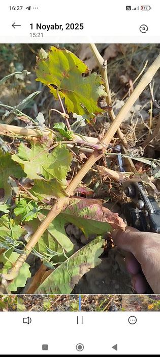 Kishmish kóchat 100% ishinchli SÓQOQ da