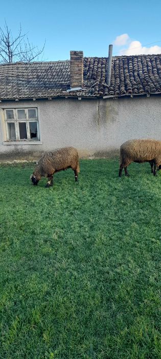 Кочове 4 броя на 1г и 2г.