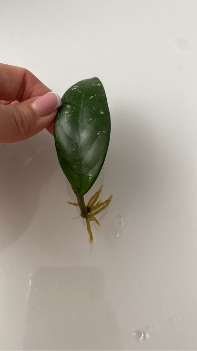 отростки хойи 500 тг