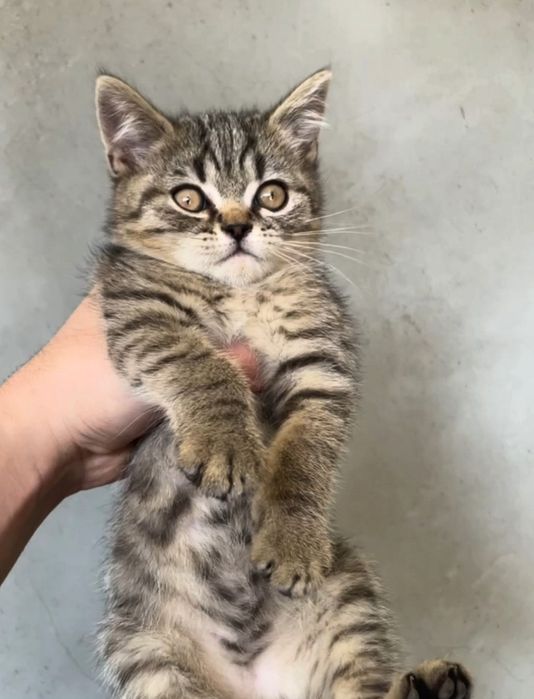 Котики Скоттиш страйт и Скоттиш фолд