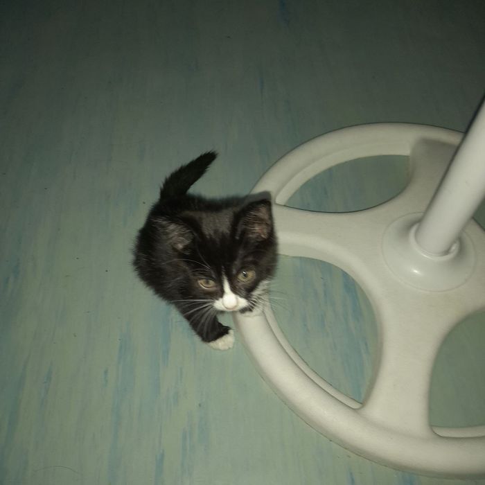 Котята отдаем в добрые руки