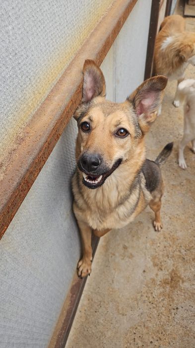 Прекрасная собака без породы, но с большим сердцем